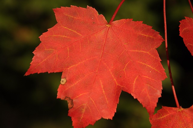 Relapse Prevention in NH: Concord’s Approach and Supportive Services