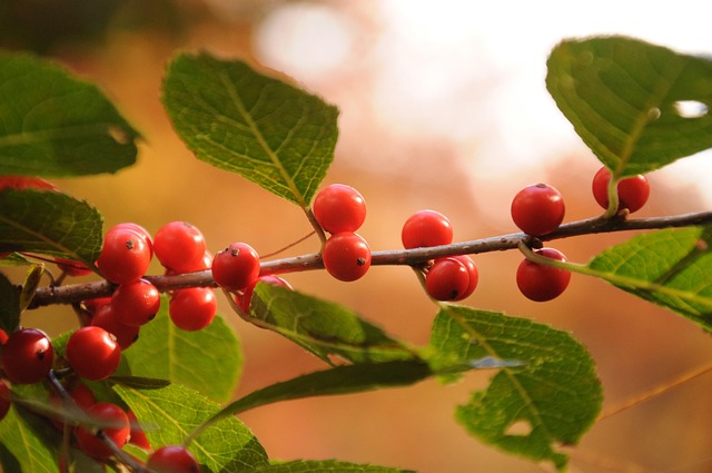 Healing in Harmony: Sober Living Homes and Addiction Recovery in Concord, NH