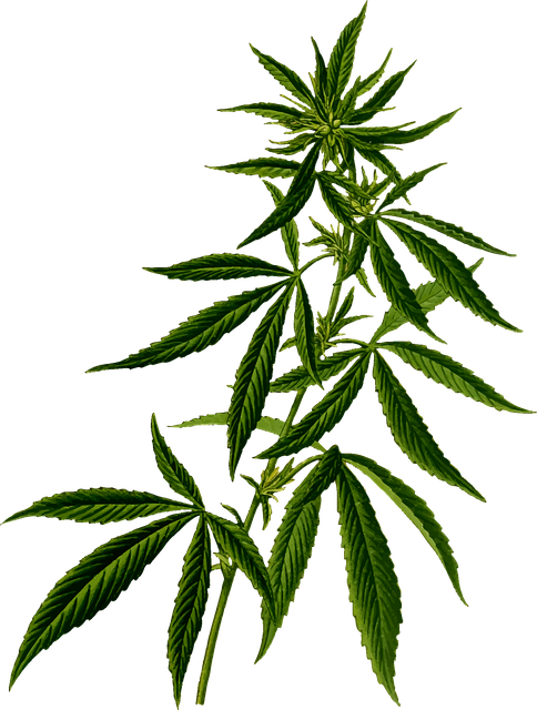 Drug Rehab Center